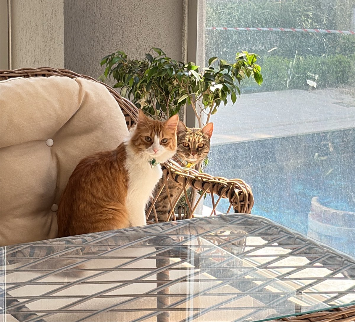 Mila, Sila ve Lola Topaçgil Şapşikgöbük Kardeşler tweet media