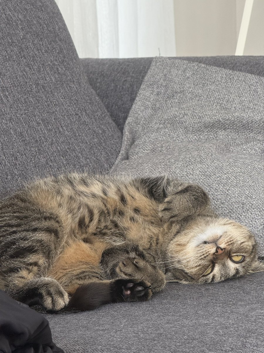 kedi gurmesi tweet media