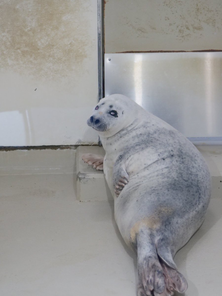 そこつう🦭 tweet media