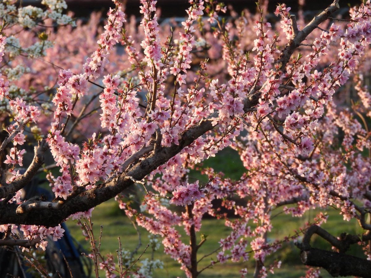 まなぴー̌̈ tweet media