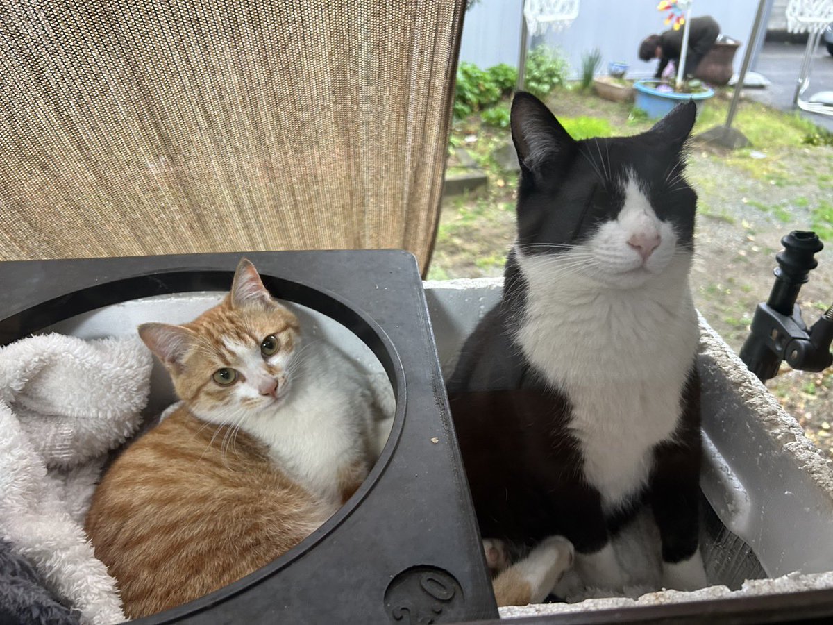 熊本の僧侶 かこさん(2025ほぼTHE ALFEEの為のつぶやき) tweet media