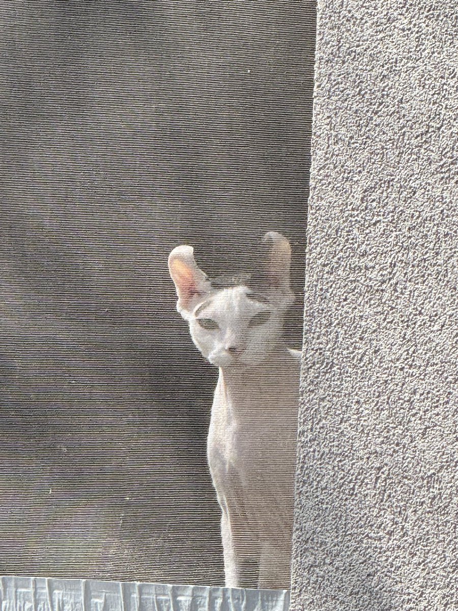 Mreow pt. 2