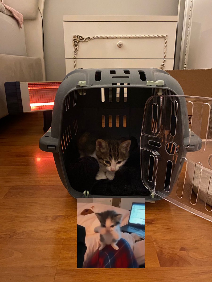 annebmaximoff's tweet photo. https://t.co/rCsDDh44ft
evde dans eden kedi meme iniznolsun istemez misiniz https://t.co/JolyPlaekO