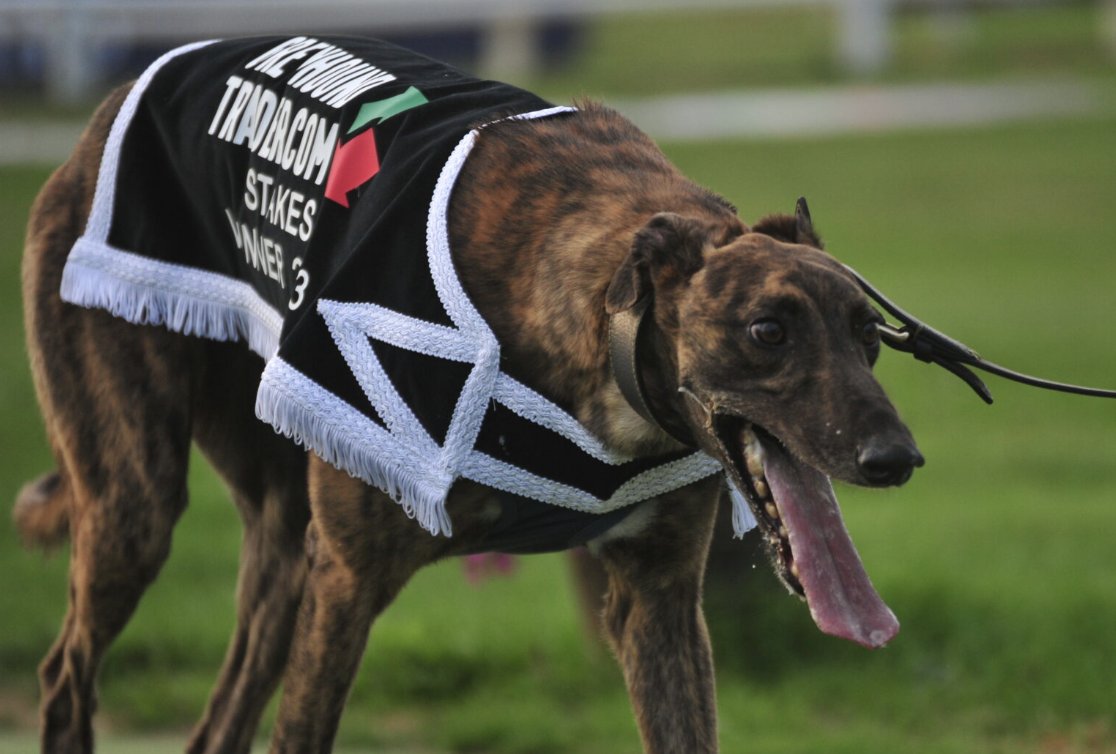 Greyhound Trader tweet media