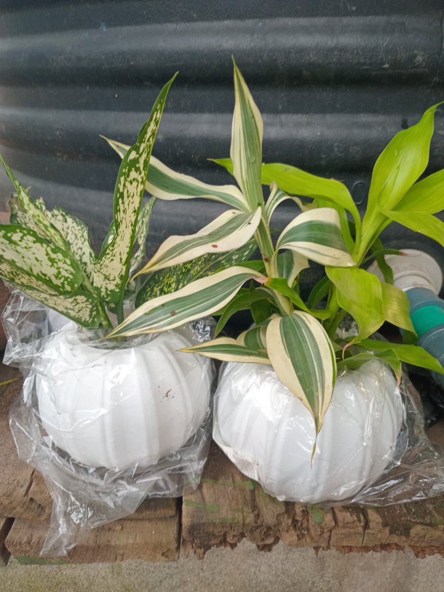 Noor 🌑 tweet media