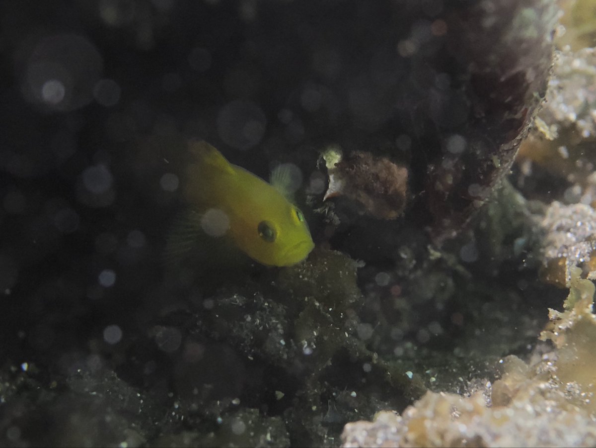 沙東すず 昆虫大学2026/11/21-22 tweet media