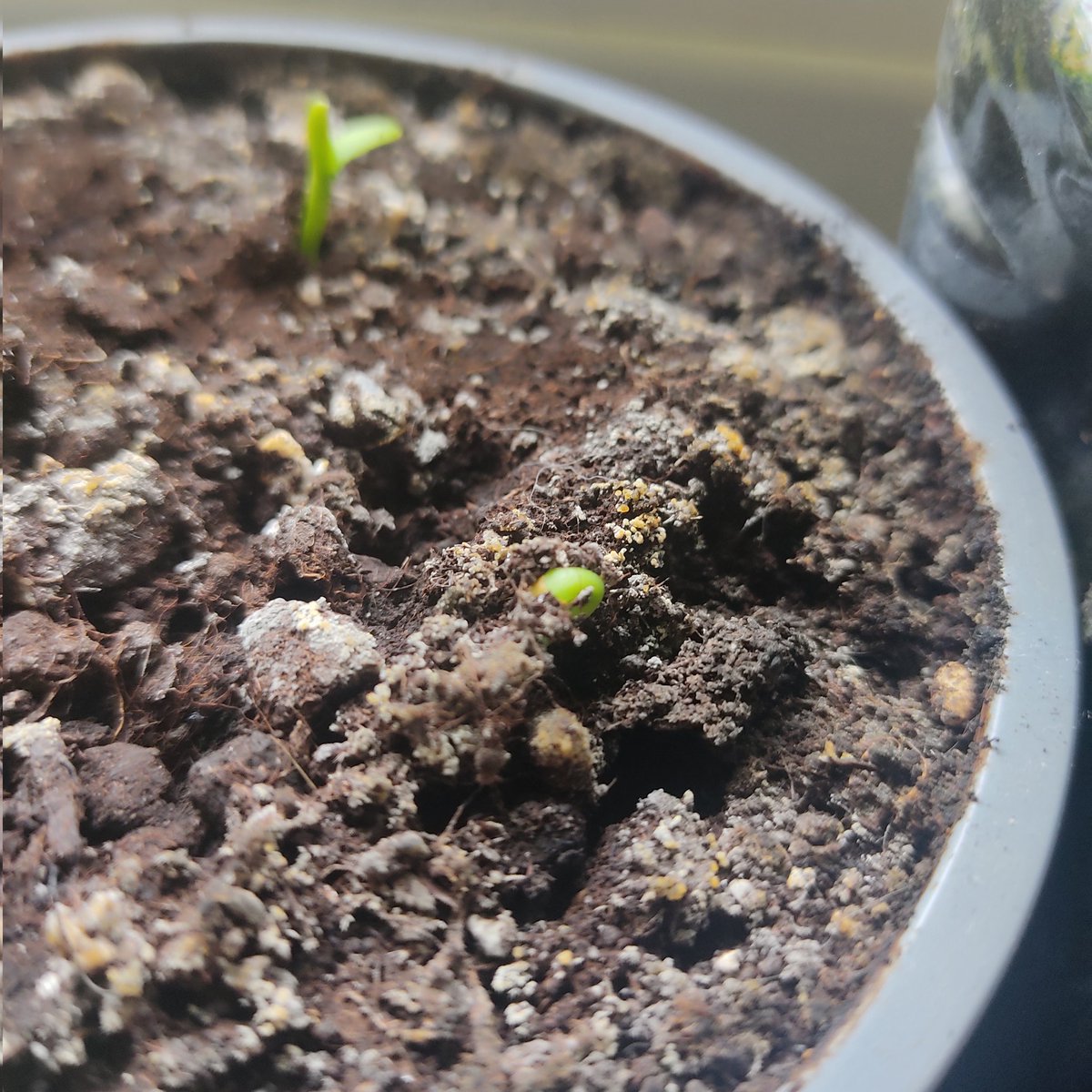 Denis Anfruns tweet media