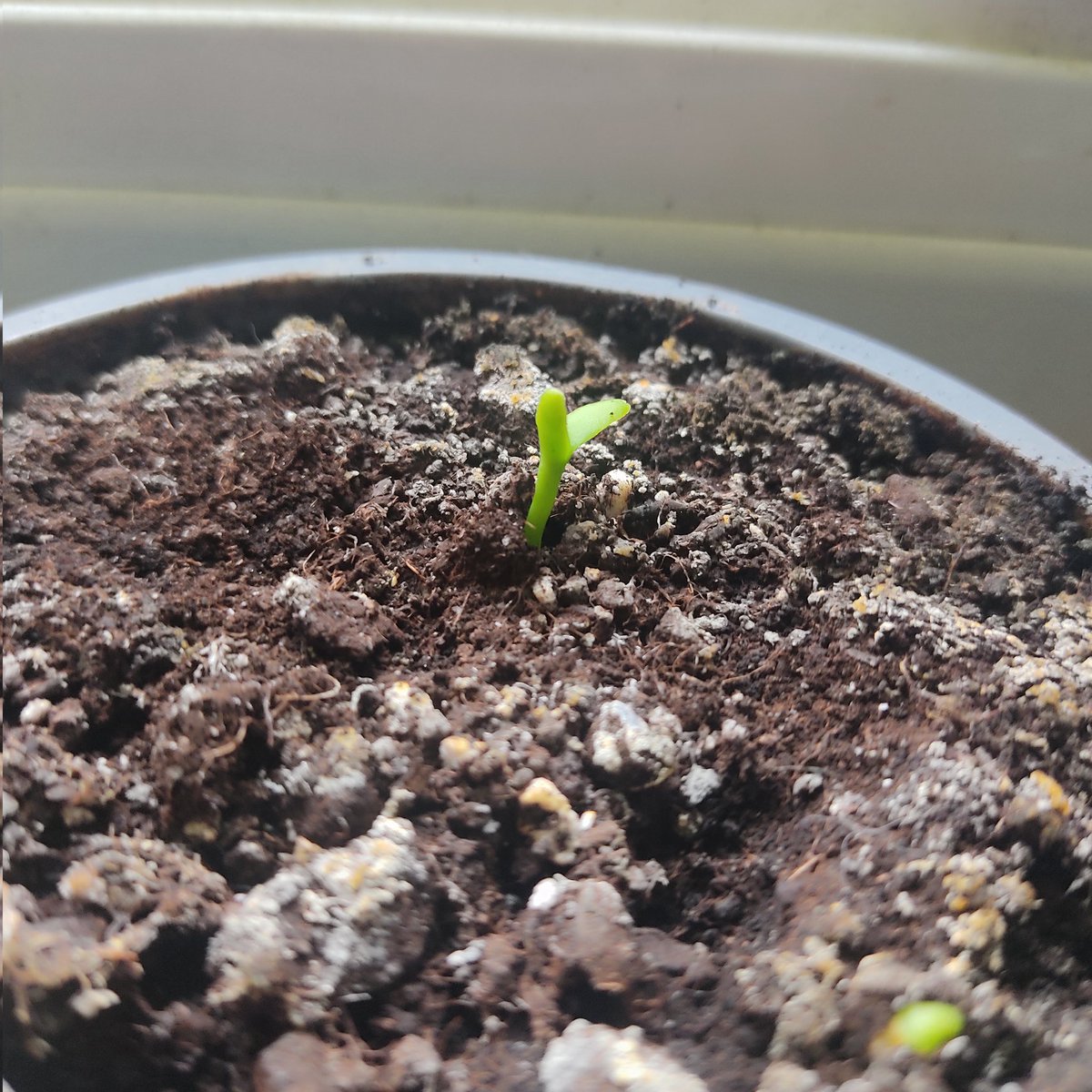 Denis Anfruns tweet media