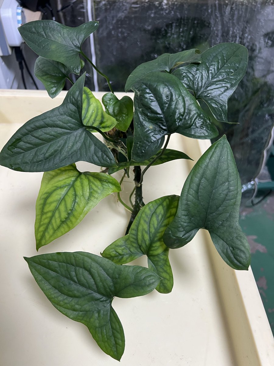 佐々木 tweet media