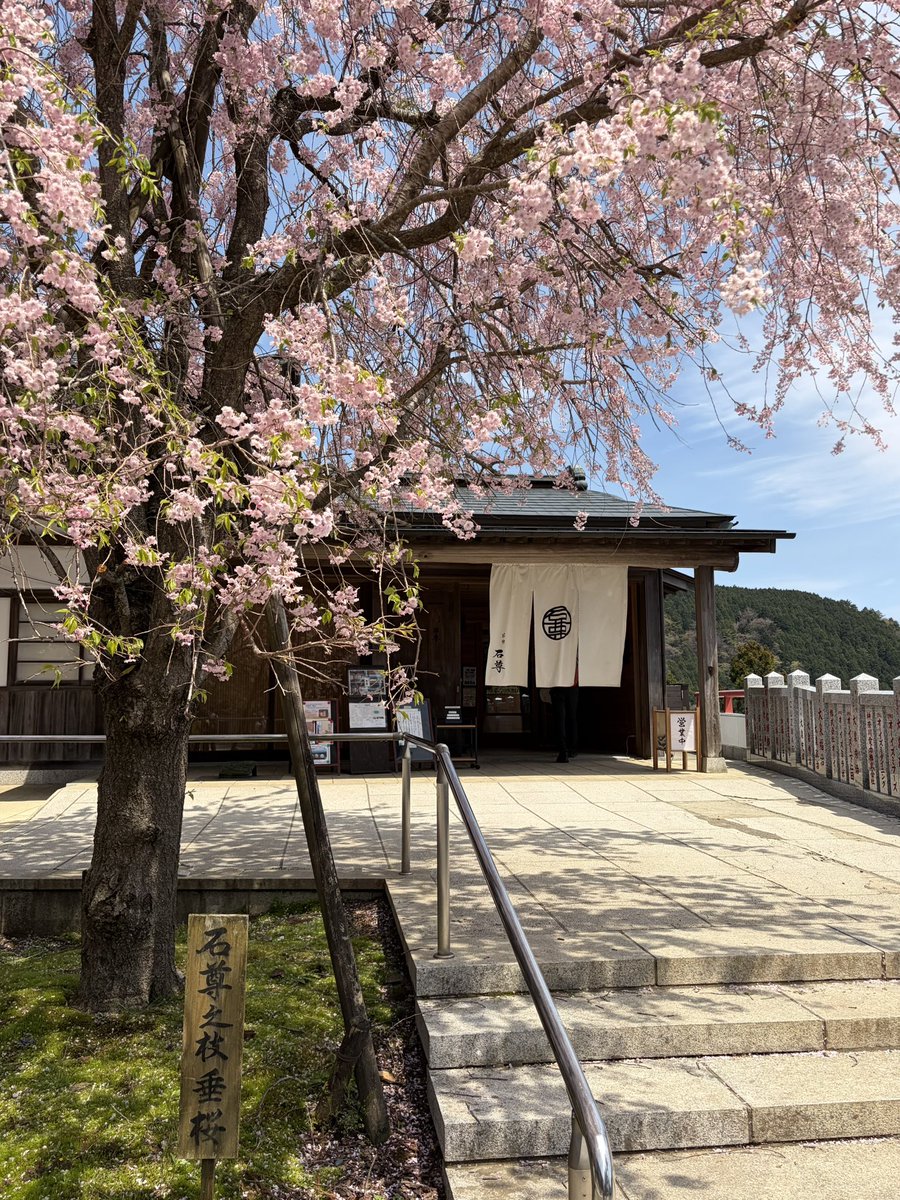 345_interior's tweet photo. 2026年の桜の記録🌸

江之浦測候所
名古屋城
大山阿夫利神社

歴史ある建物×桜の特別な景色を今年はたくさん堪能！ https://t.co/t9drg0buEe