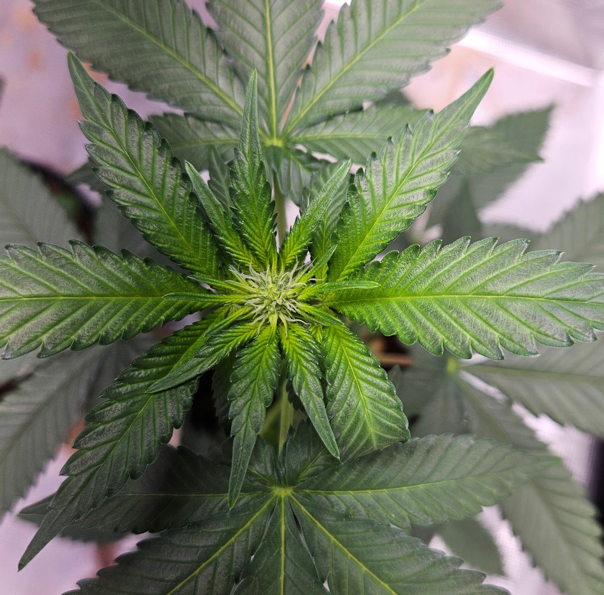 420 Farming tweet media