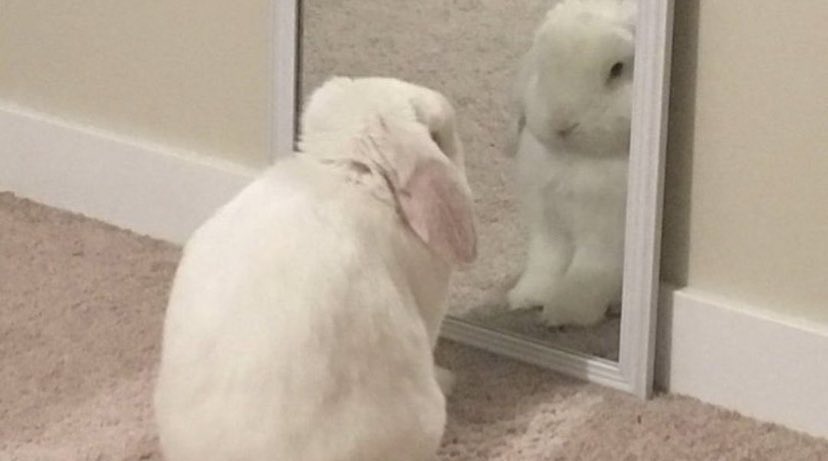 tavşanlarla ortak özelliklerim 

-kambur durmak 
-dağa küsmek (haber vermeden)
-bir yarışın ortasında uyuyakalmak
-havuca karşı sevgi