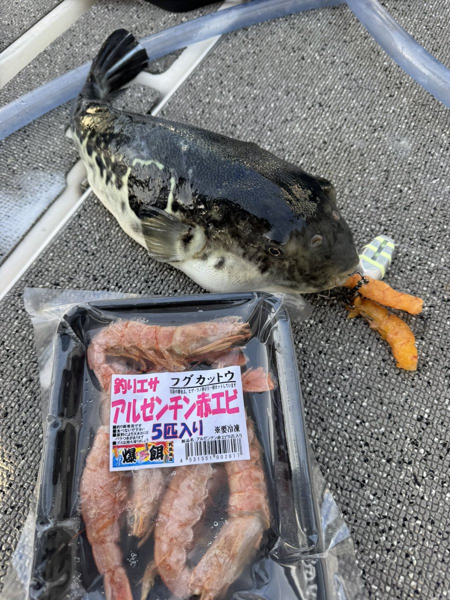 tatsuya0721y's tweet photo. 春の東京湾トラフグ祭り
リミットメイク5匹✌️
釣房商店の赤エビに爆塩でスタート
ダッシュでモンスタートラフグを折本師匠とダブルヒット🎣
釣房商店のフォーミュラ
折本師匠の助言、忘れない釣行記が増えました🫡
＃釣房商店
#爆塩
#DUEL
＃モンスターゲーム9ー1号
#EXリーダー30lbs
#ECOGEAR
#LIVRE https://t.co/zArCX83UGg