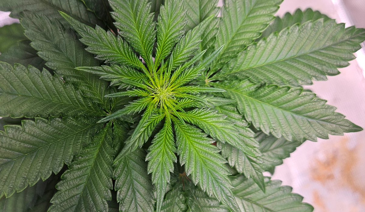 420 Farming tweet media