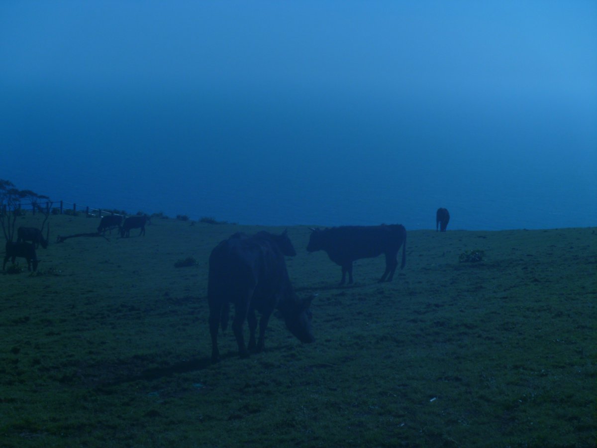 アシアタ tweet media