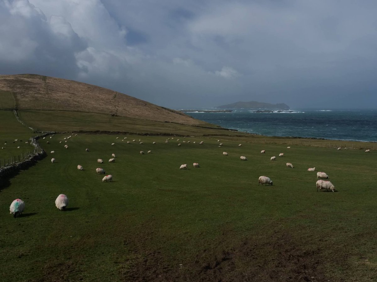 ThisIsIreland3's tweet image. Sheep farming with a view, at Dunmore Head 🐑🏞️🌊

📍County Kerry - Éire 🇮🇪 

📸 Alan Malone 

#Ireland #Farming #Kerry #Sheep #Dunmorehead #Dingle