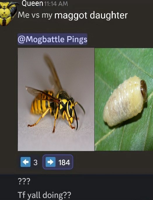 320,000,000 Yellow Jacket Wasps tweet media