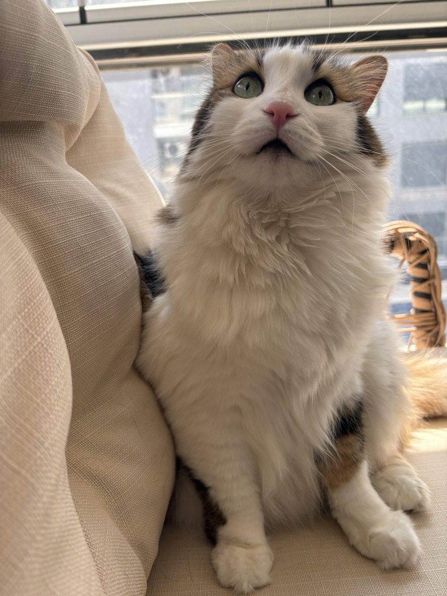 Mila, Sila ve Lola Topaçgil Şapşikgöbük Kardeşler tweet media