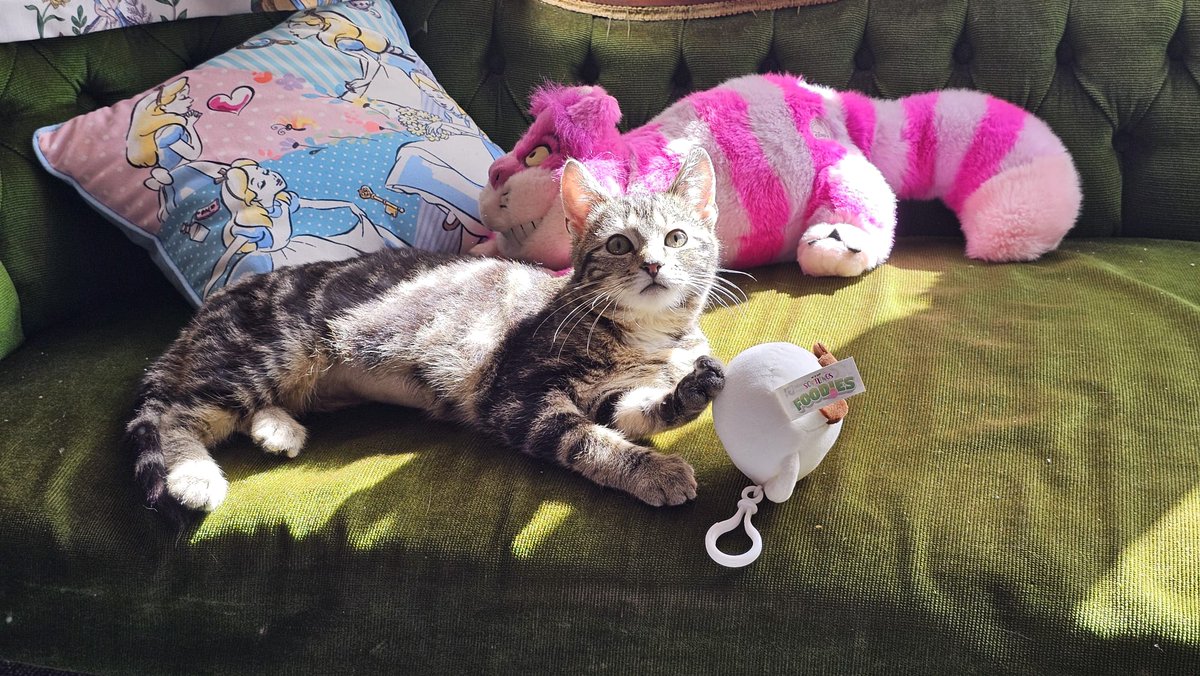 Todd Tolansky tweet media