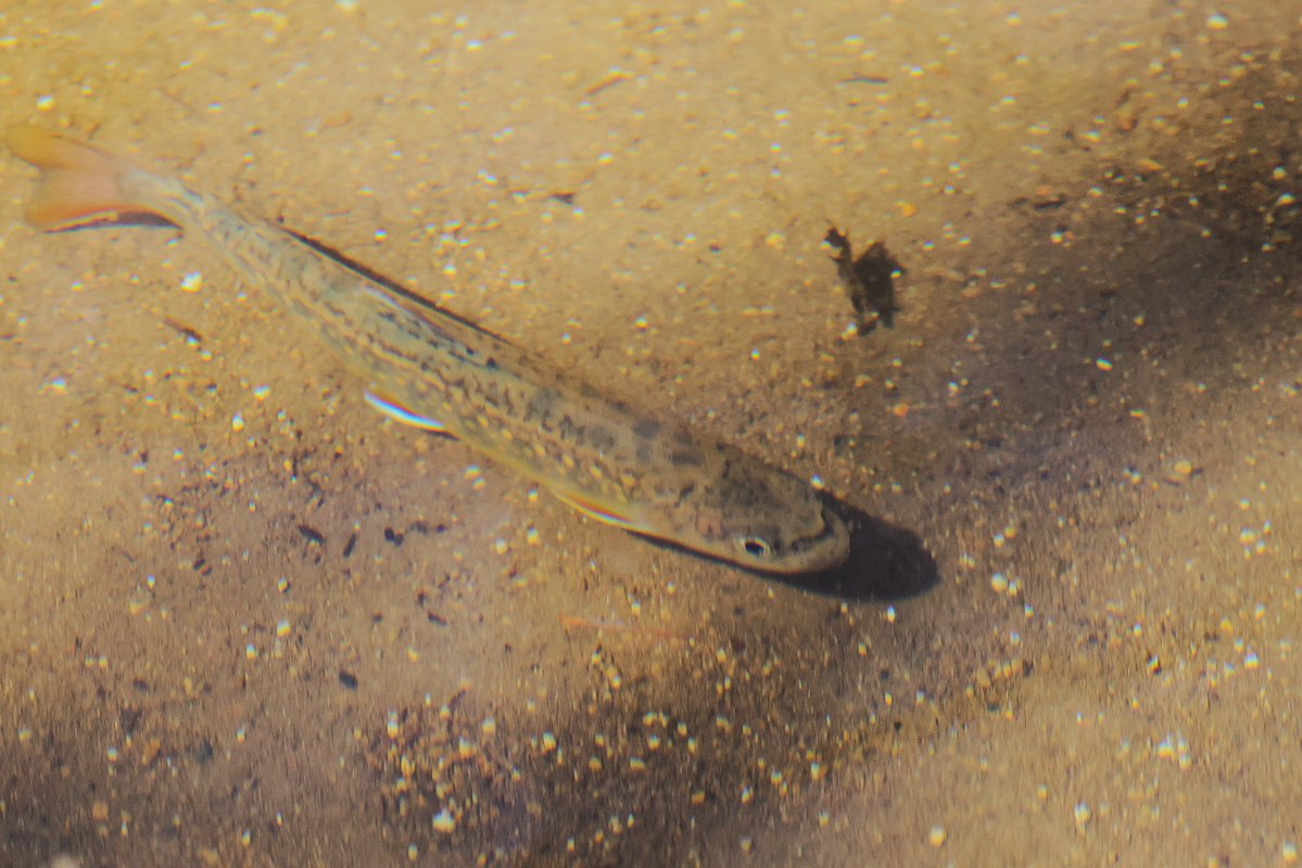 にっし〜〜 tweet media