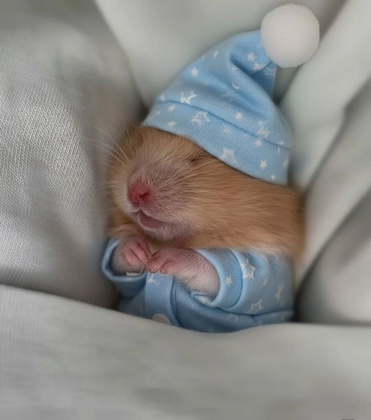 Hamsterie's tweet image. Im sleeping in Today!