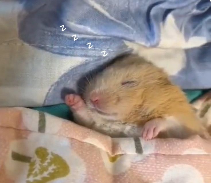 Hamsterie's tweet image. Im sleeping in Today!