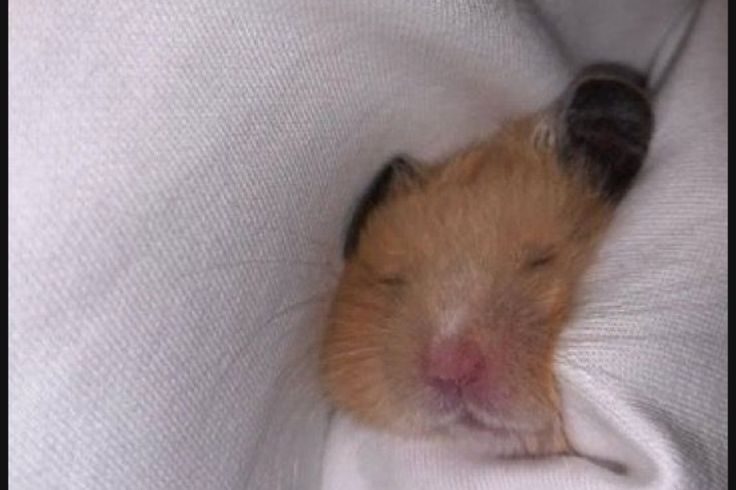 Hamsterie's tweet image. Im sleeping in Today!