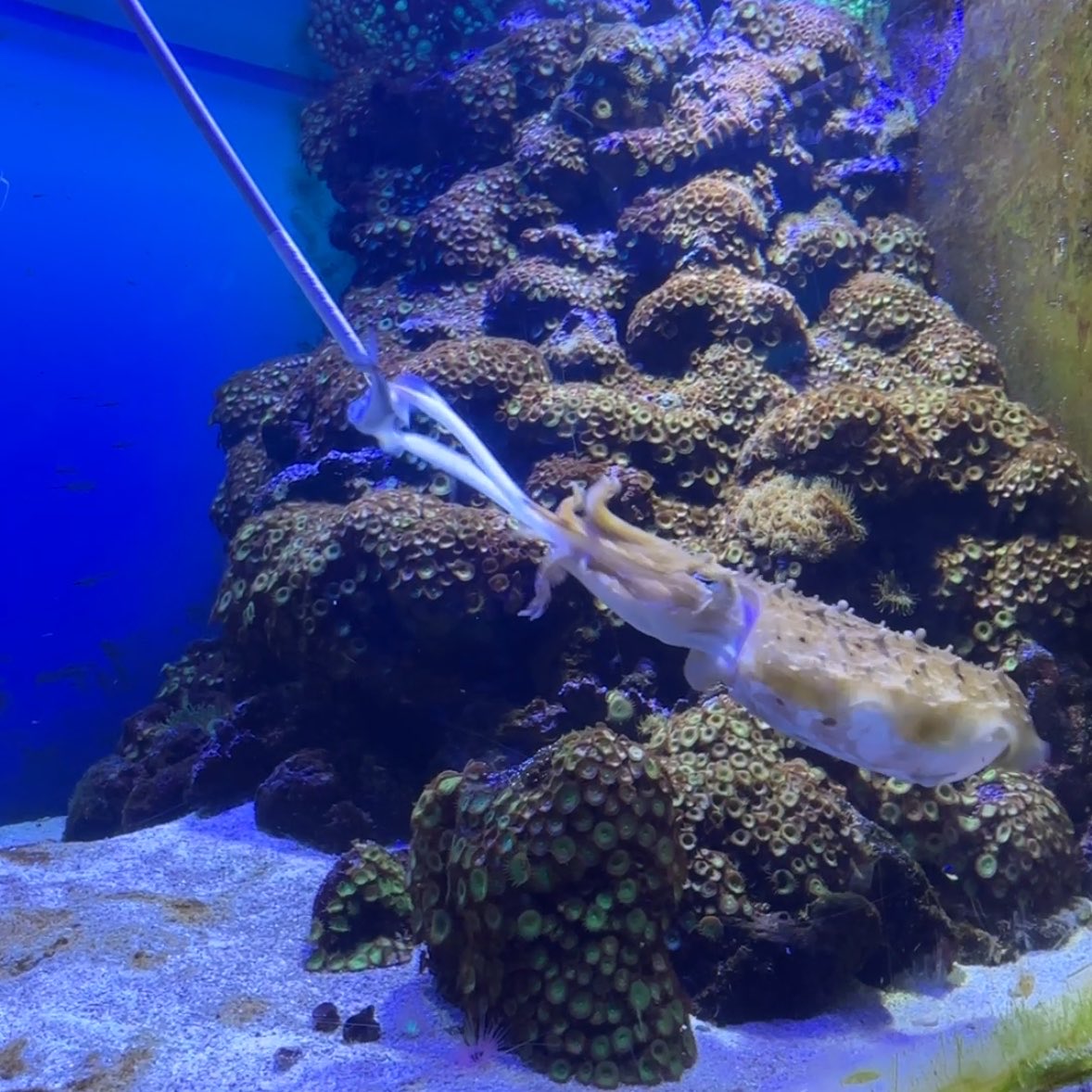 いかいかよしか🦑 tweet media