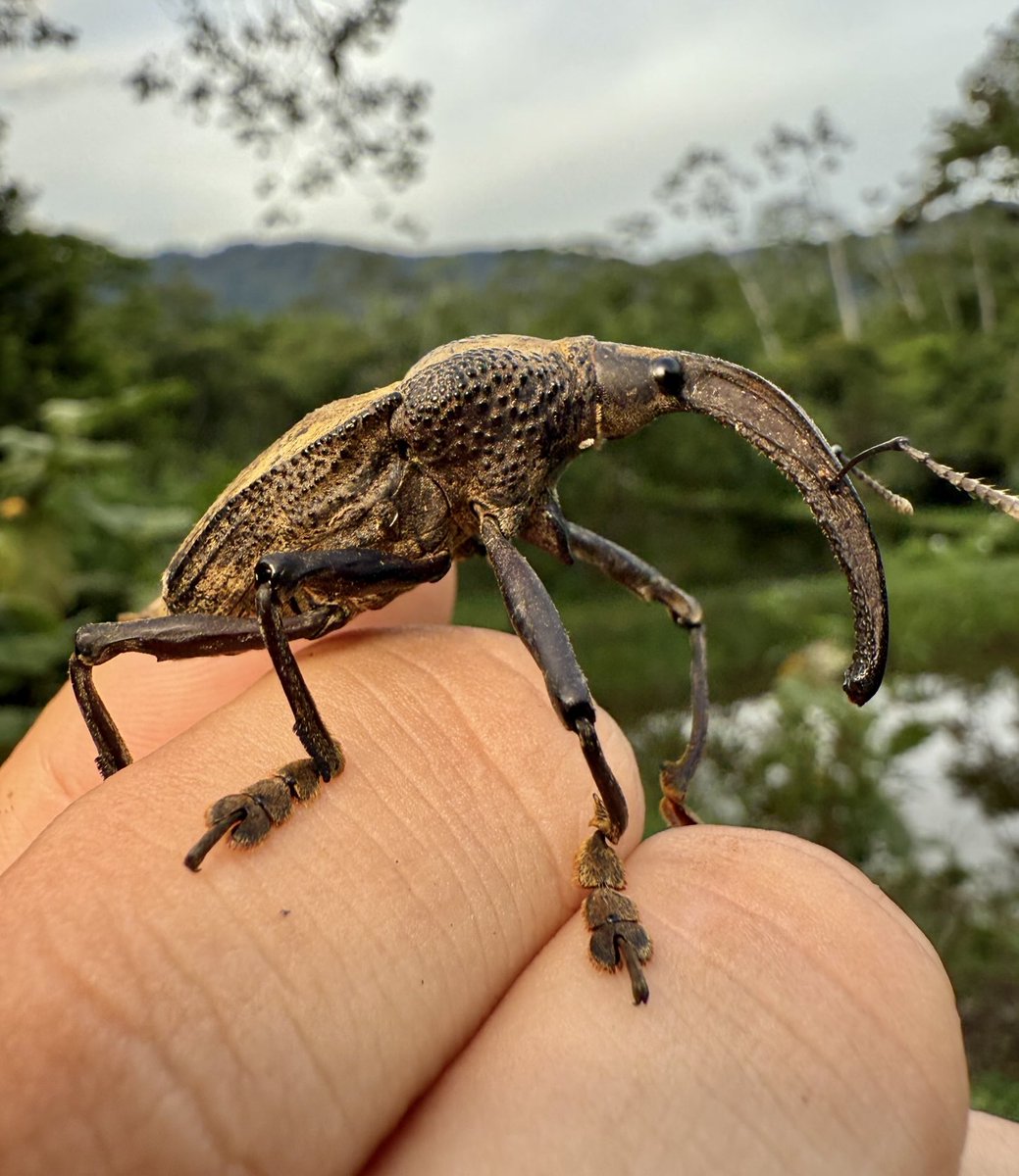 Nick Volpe tweet media