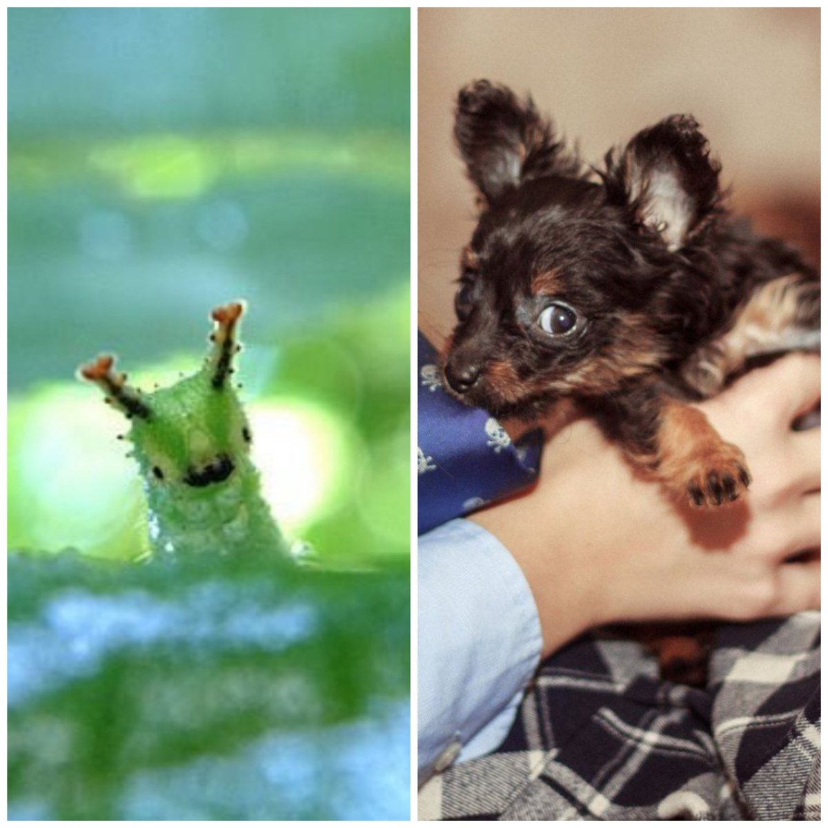 зови меня cosmos детка tweet media