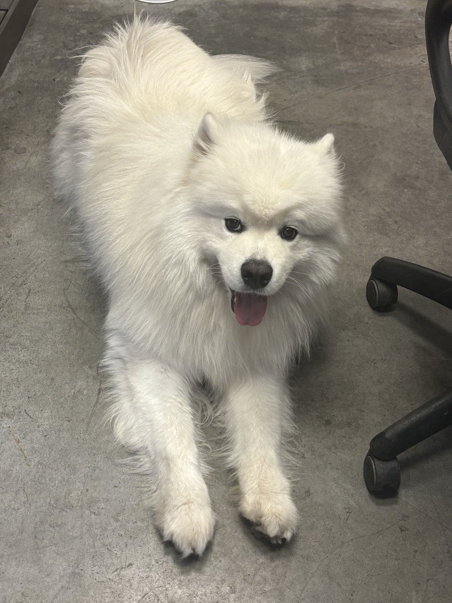 Joyoyc's tweet photo. @fibonacki @veenty444 kindly send some for this doggo , he want to hold his bag https://t.co/e2j18yuvPC
