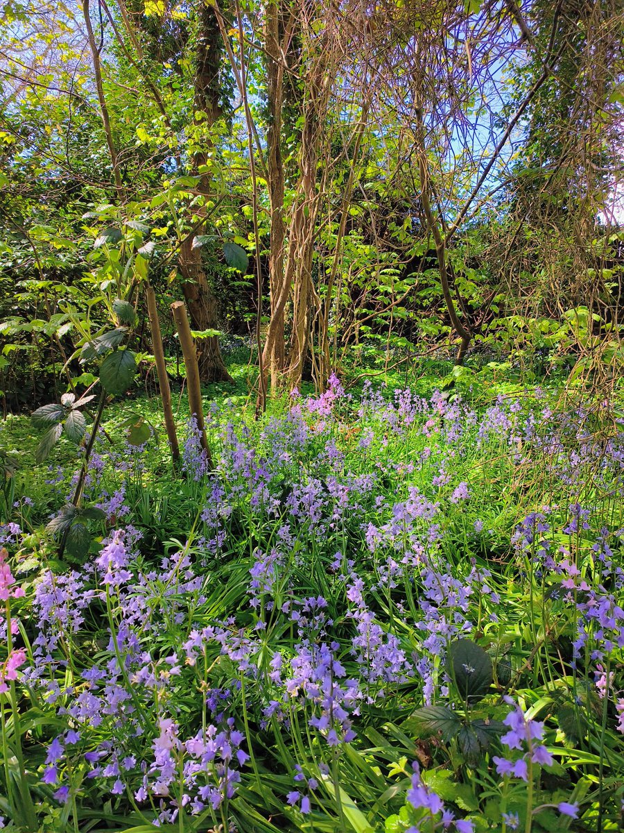 LadyGrace27's tweet image. Follow the path… it always knows the way.🌳💜

#sundayvibes #walks #woods #woodlands #bluebells #nature