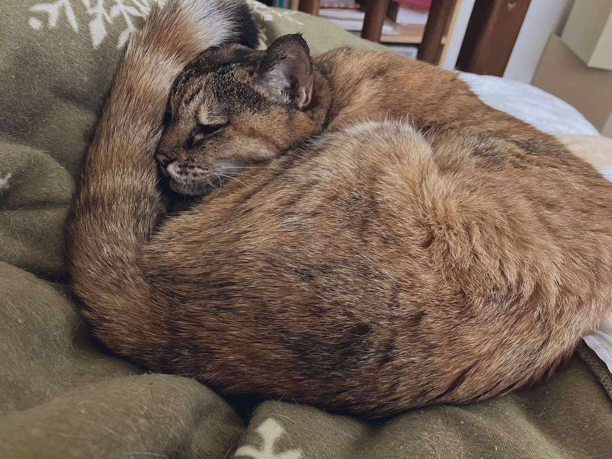 とびきりのデブ tweet media