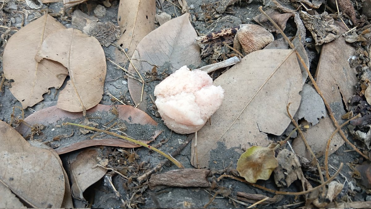 ธีติพงศ์ เอี่ยมละออ tweet media