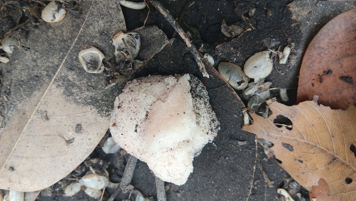 ธีติพงศ์ เอี่ยมละออ tweet media