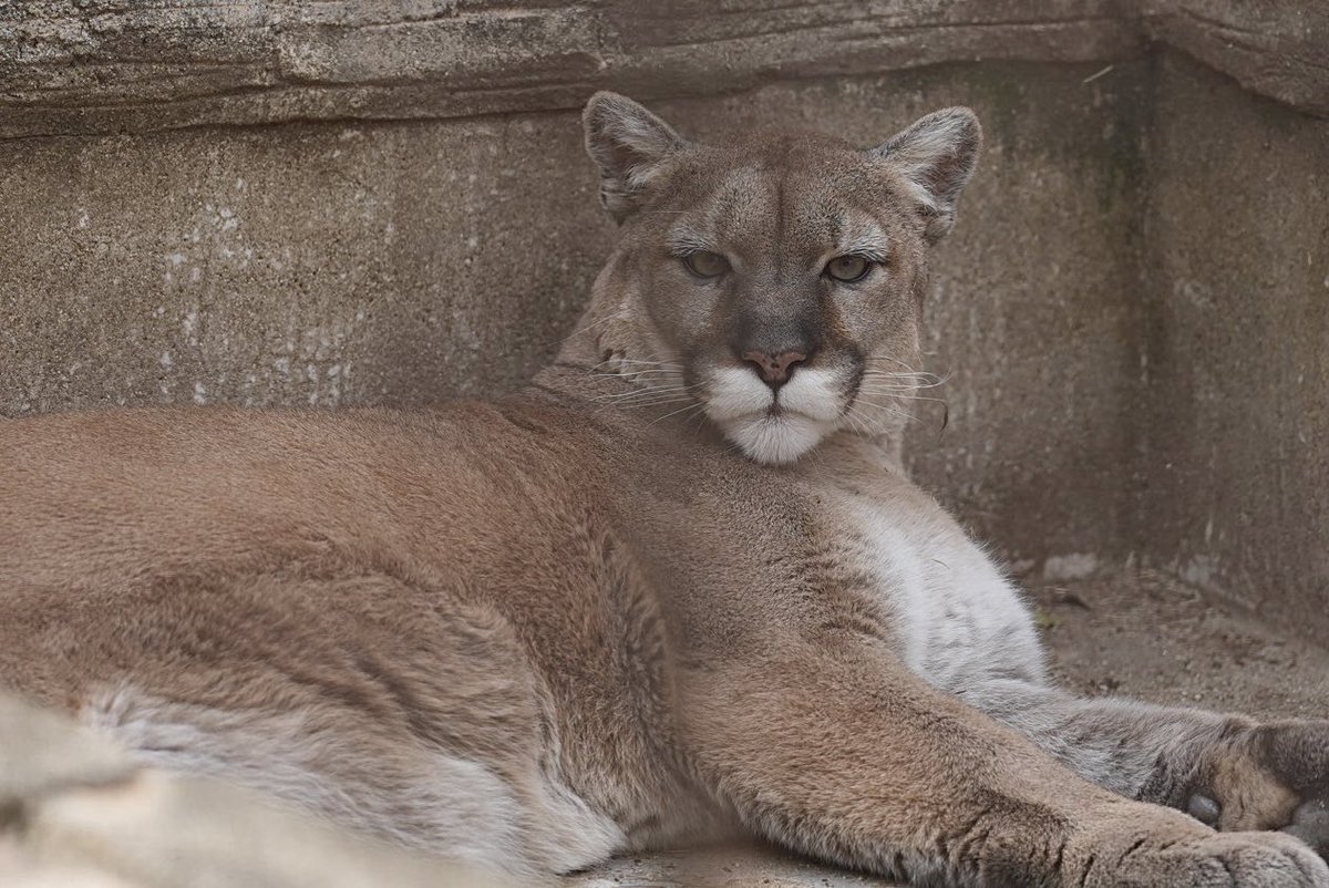 しろねこ tweet media