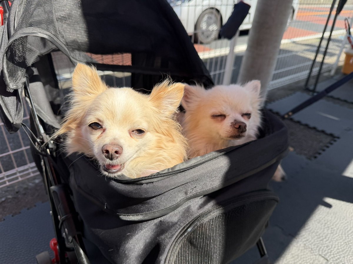 あっこ🍈🫧 tweet media