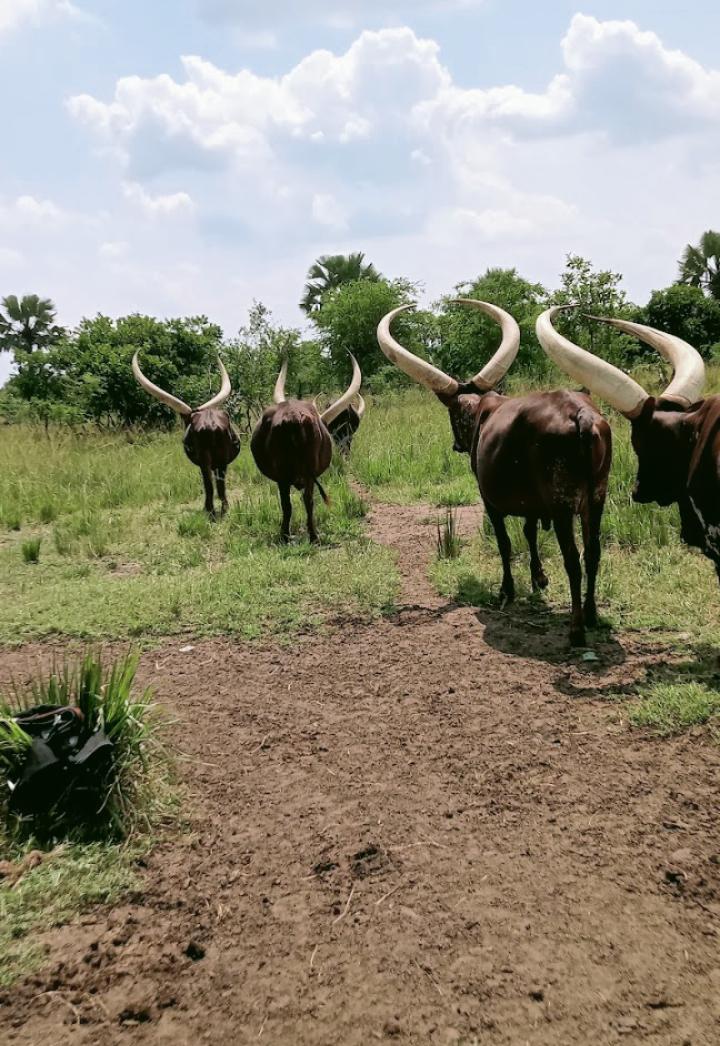 Rufungira tweet media