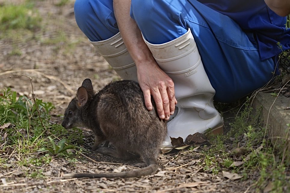 しろねこ tweet media
