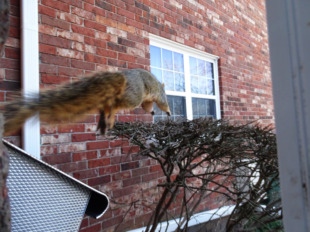 VeganSquirrelMan tweet media