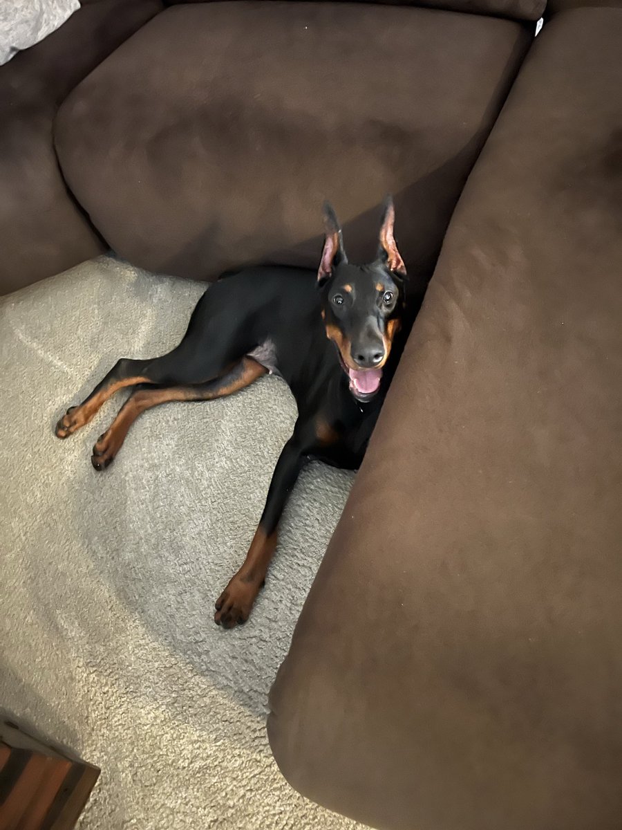 Brad Hellyea tweet media