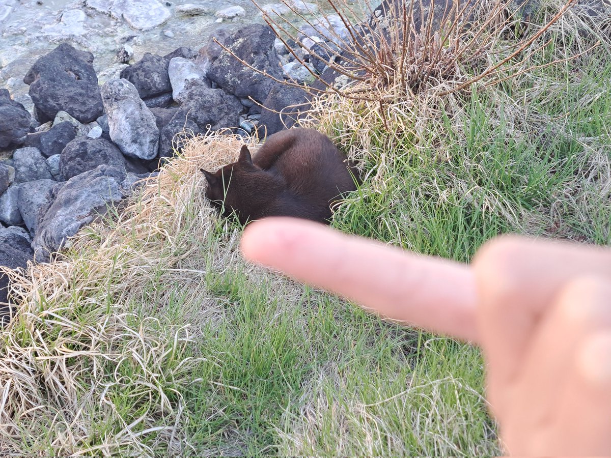 RunE.限界原稿ｵﾀｸ tweet media