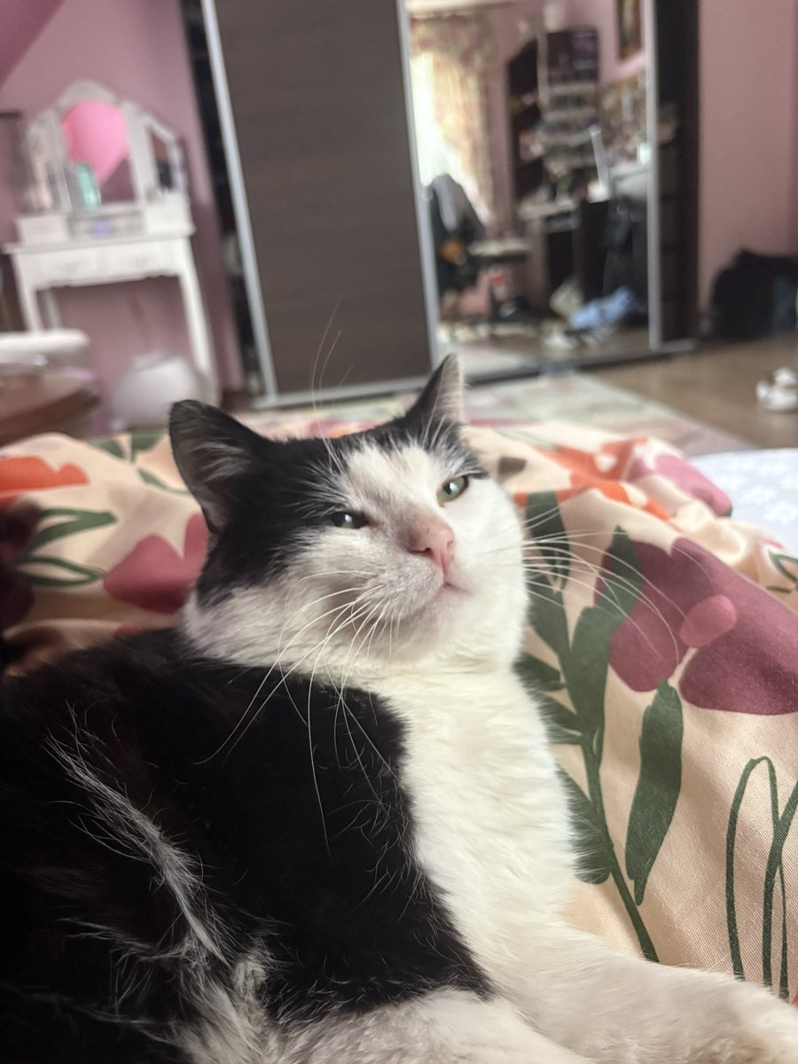 Julka ღ will see pitbull tweet media