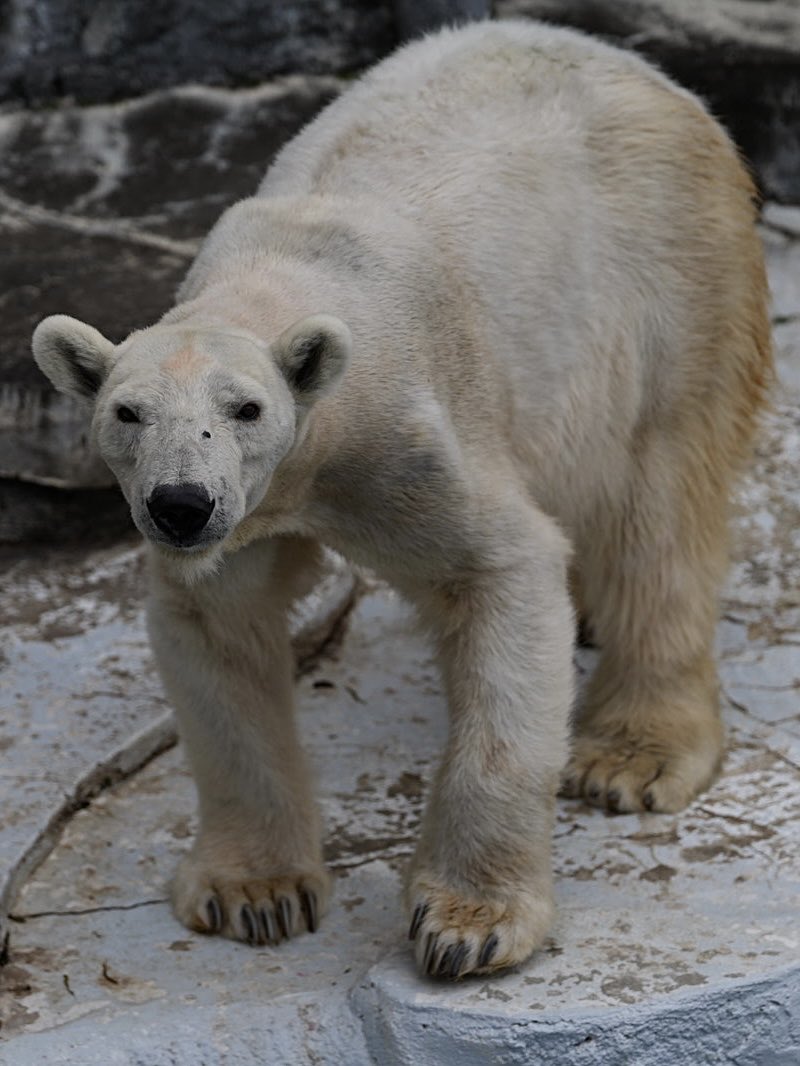 しろねこ tweet media