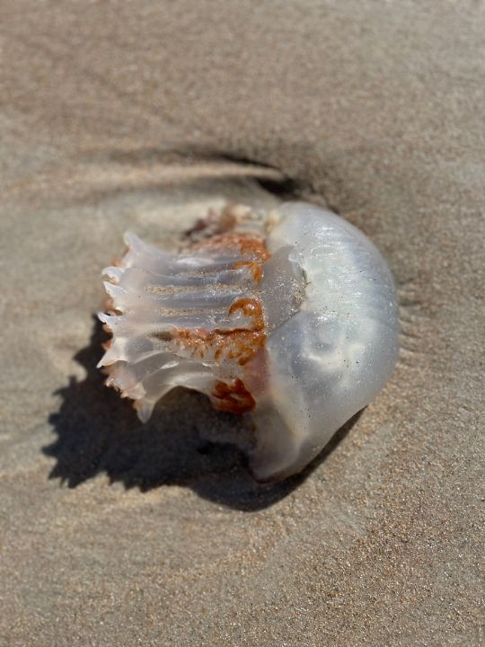 JRobinsRadio's tweet photo. Art of the Day! "Jellyfish". Buy at: https://t.co/kLSLms1yux https://t.co/ffWcEmYgvE