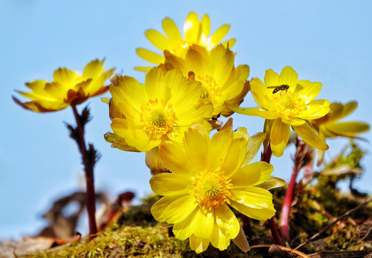 ChinaDaily's tweet image. As temperatures rise, Amur adonis are gradually coming into bloom in Heilongjiang province. #naturelovers #chinabound

Turn China stories into journeys. chinabound.cn