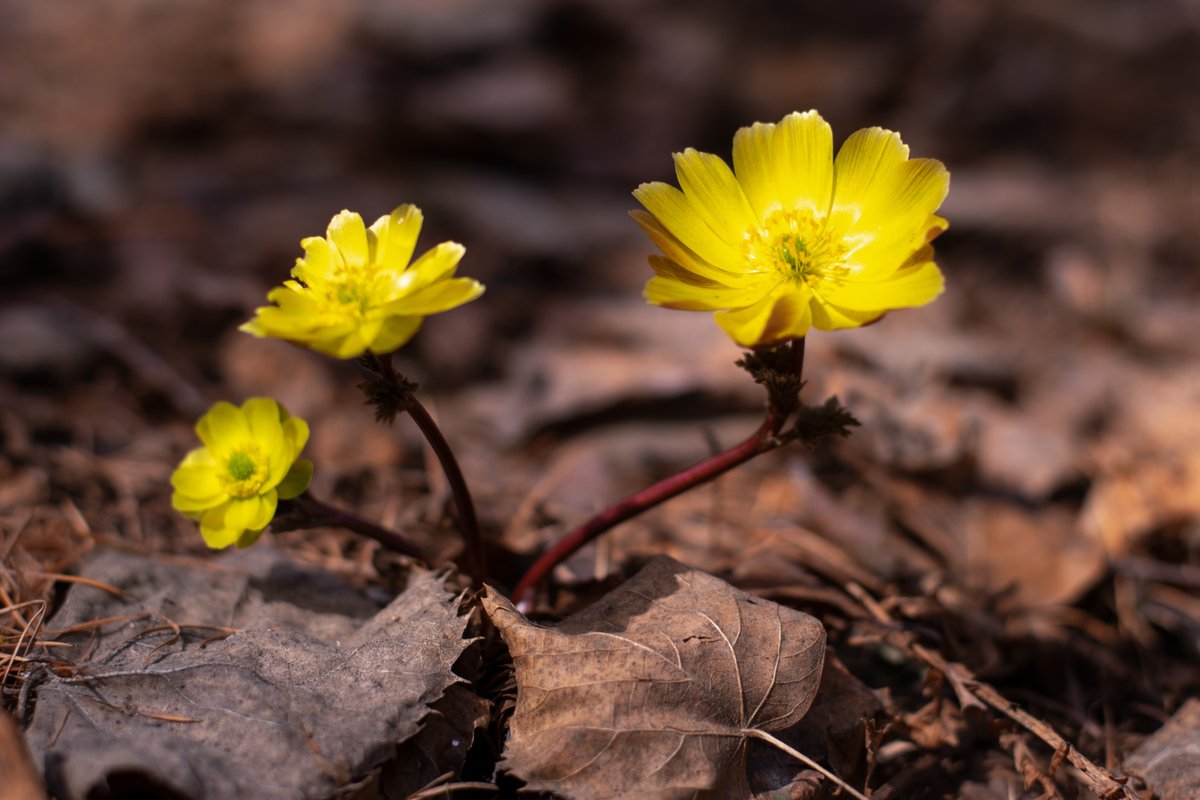 ChinaDaily's tweet image. As temperatures rise, Amur adonis are gradually coming into bloom in Heilongjiang province. #naturelovers #chinabound

Turn China stories into journeys. chinabound.cn
