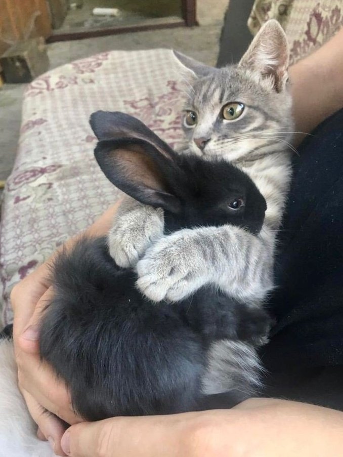 🗡✨️ tweet media