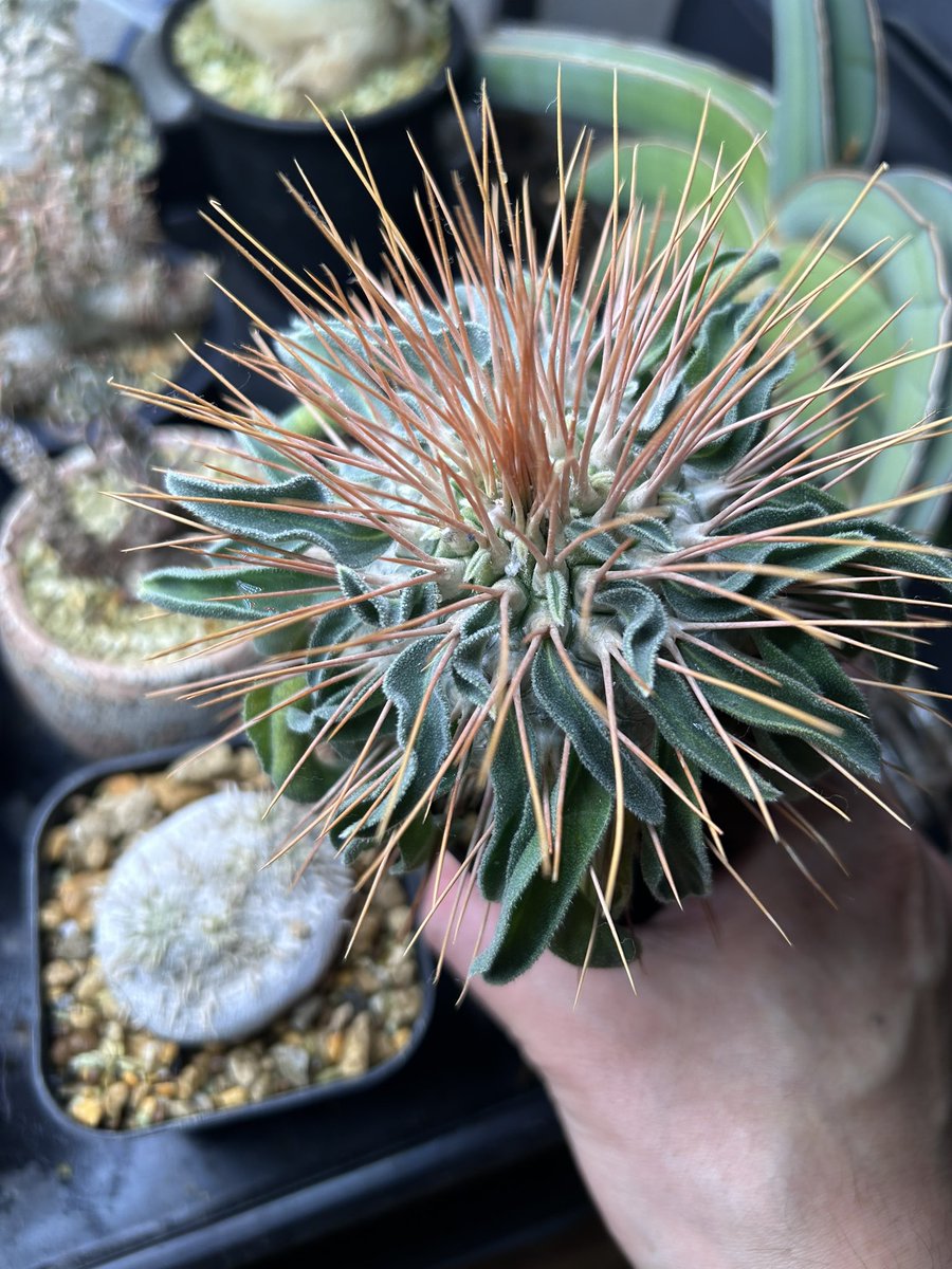 fu1978i's tweet photo. 投稿頻度が一番多いお気に入り株
ナマクアナム光堂の植え替え
小指より小さいサイズから１年10ヶ月でこんなに大きく丸くなるとは感慨深い
これからも上にはあまり伸びず丸く太くなって欲しい
#パキポディウム
#ナマクアナム https://t.co/0a0xheIPhD