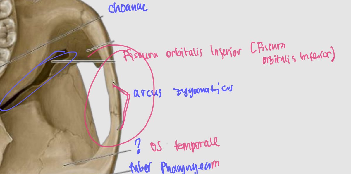 dipibee | selesai gap tweet media